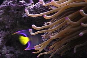 Key Largo -Florida -The hiring fish- Nikonos V 20mmWA Lens by Deborah Angelo 